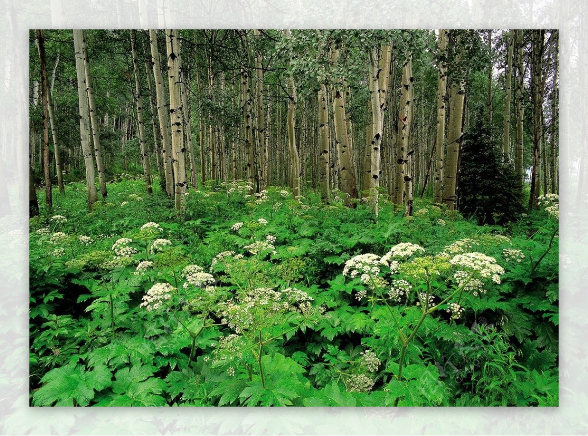 森林摄影草丛图片