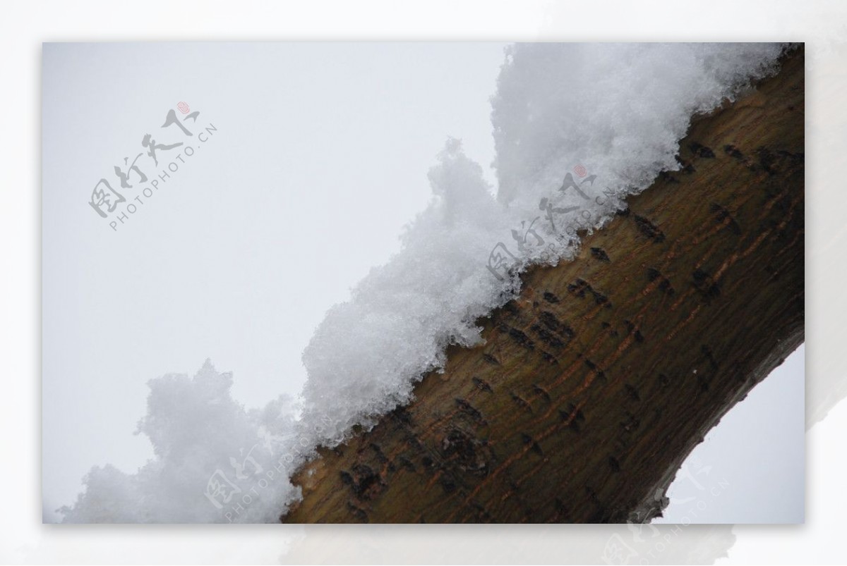 雪盖树枝图片