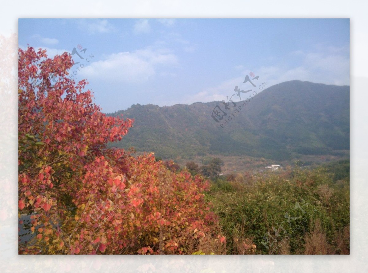 秋山红叶图片