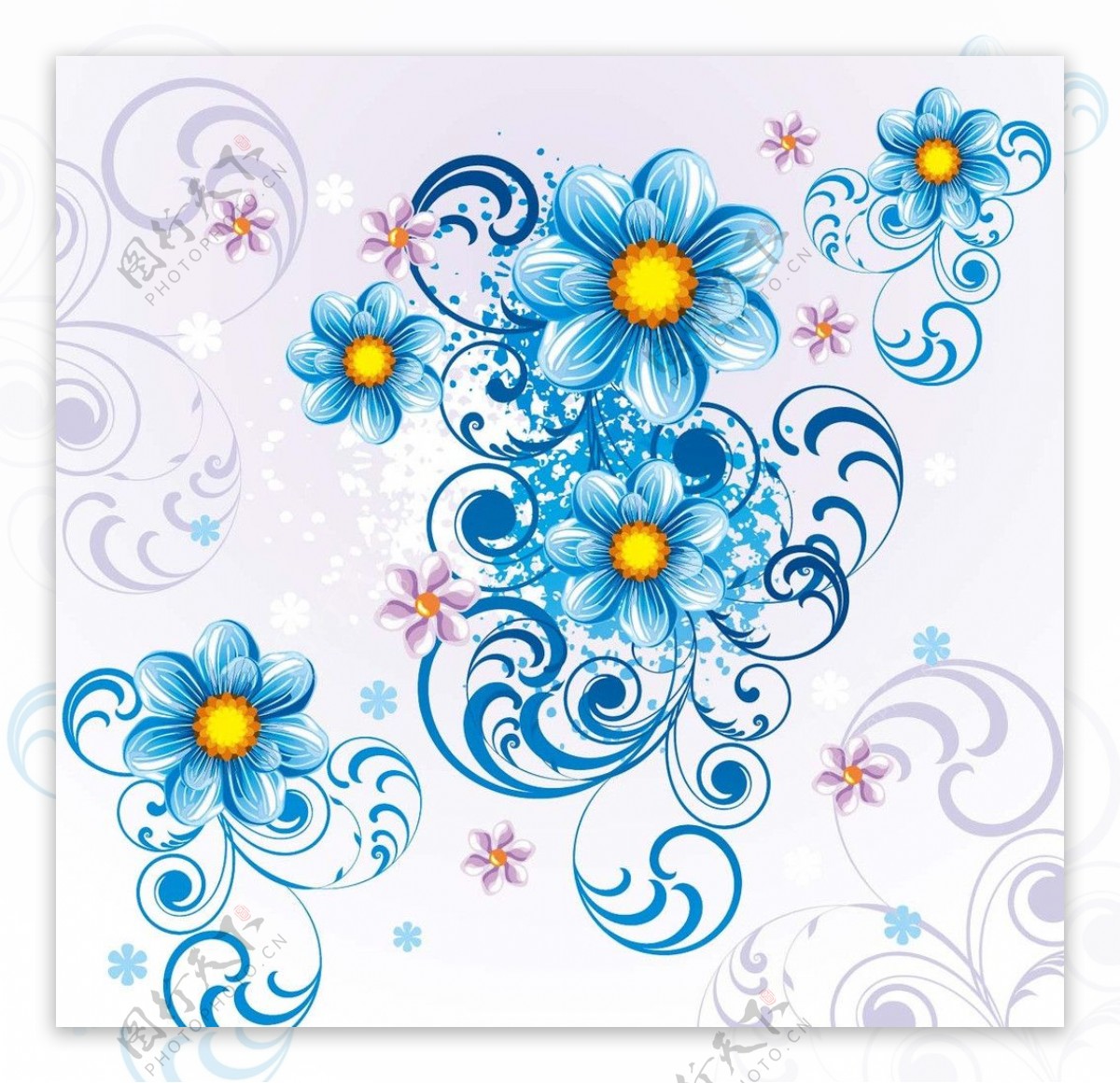 蓝卷叶菊花图片