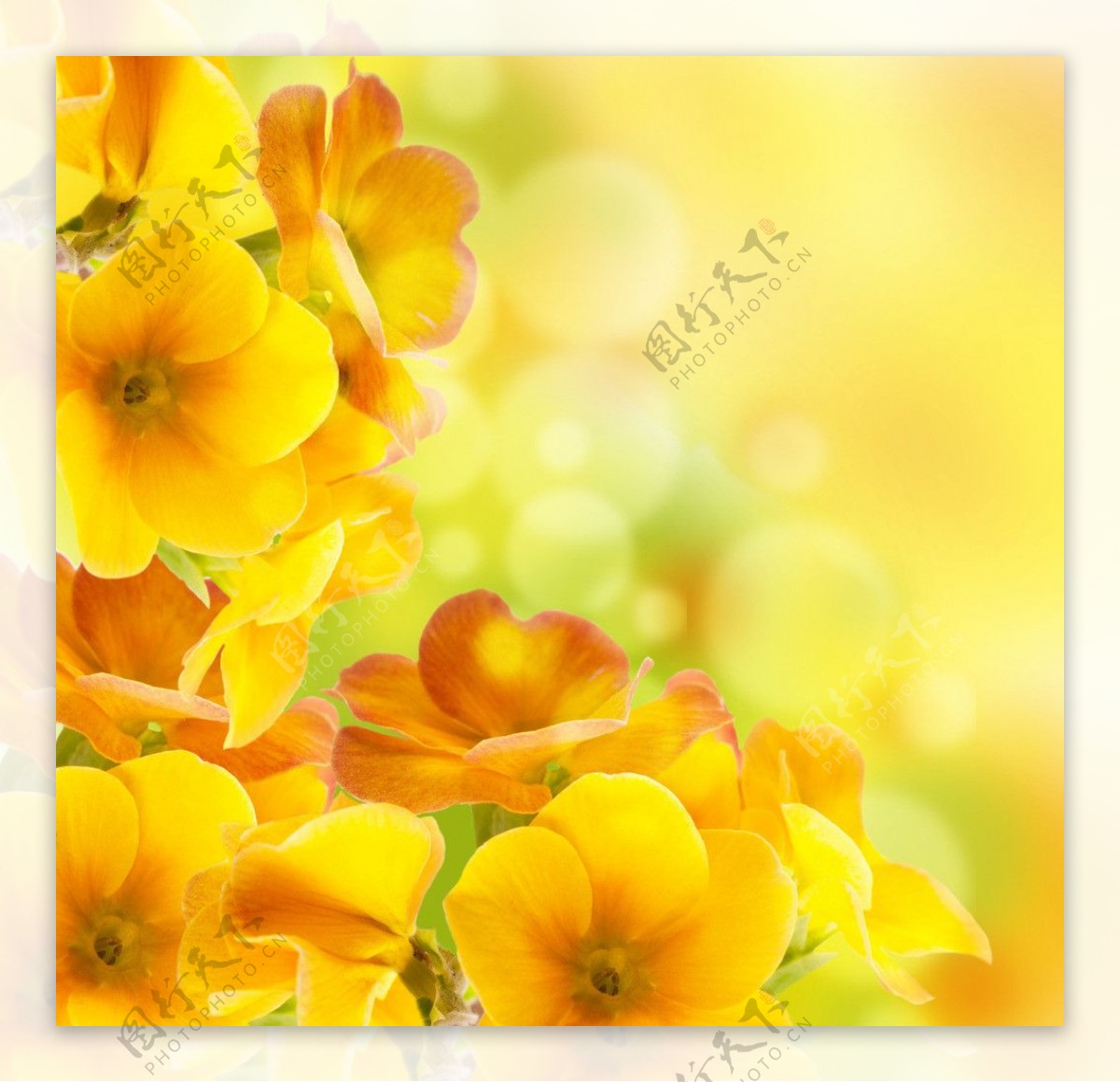 黄色花朵背景图片