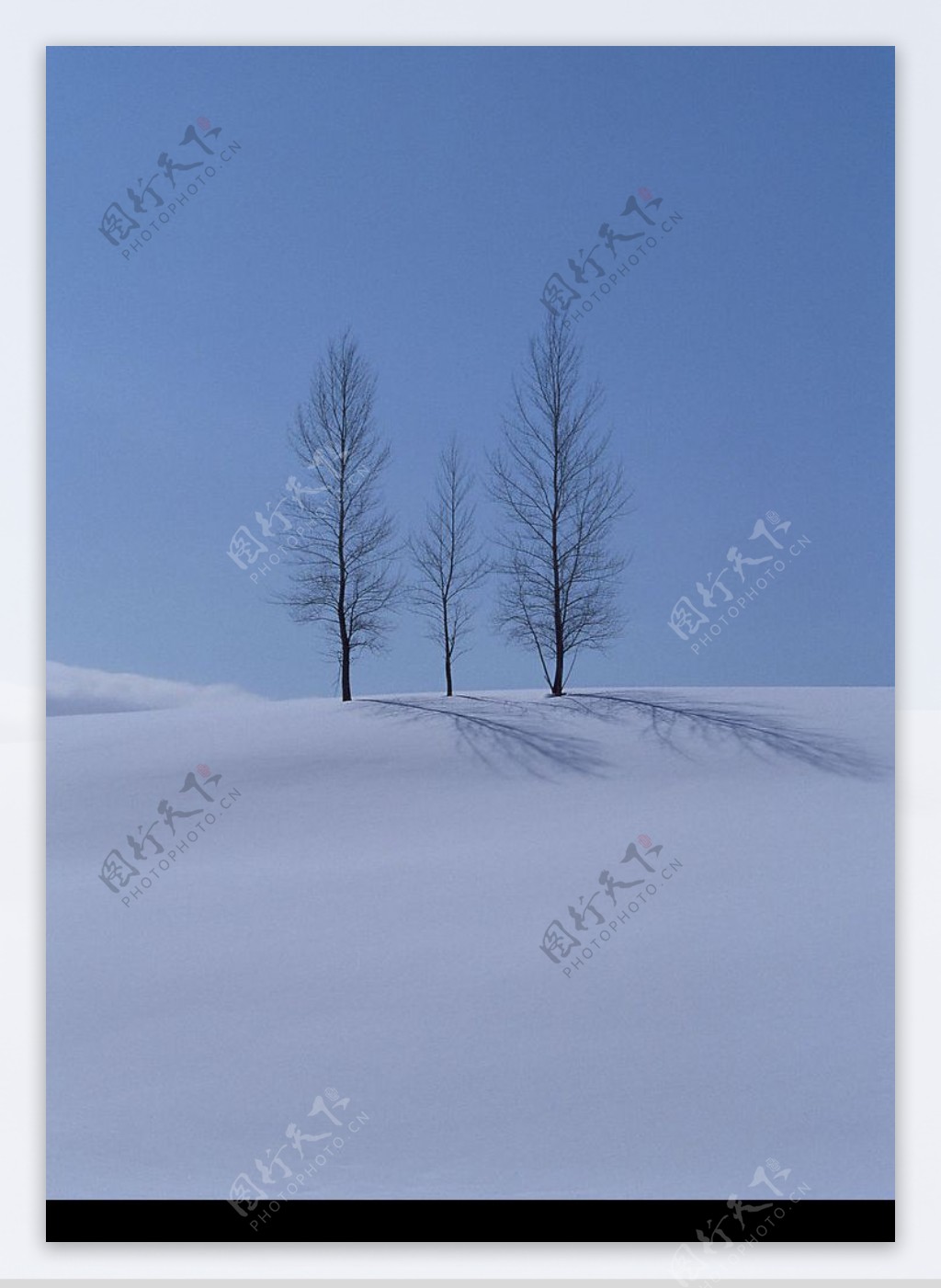 雪地上的树林图片