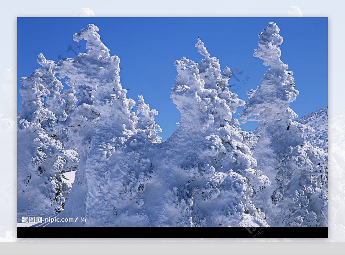 树上积雪图片