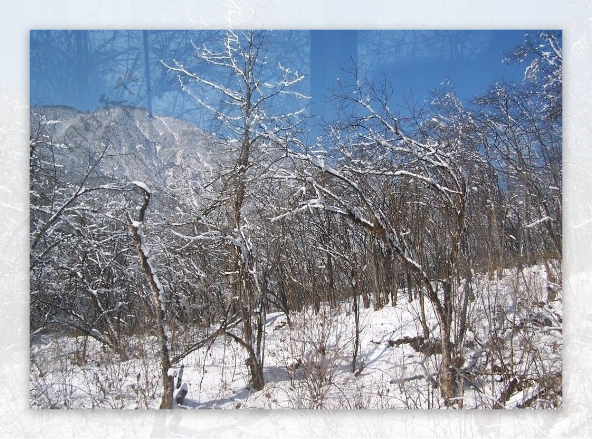 雪中的丛林图片