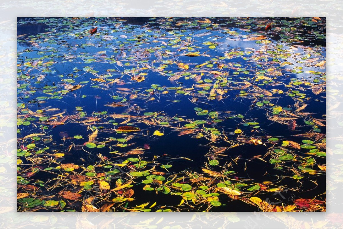 水中的落叶图片