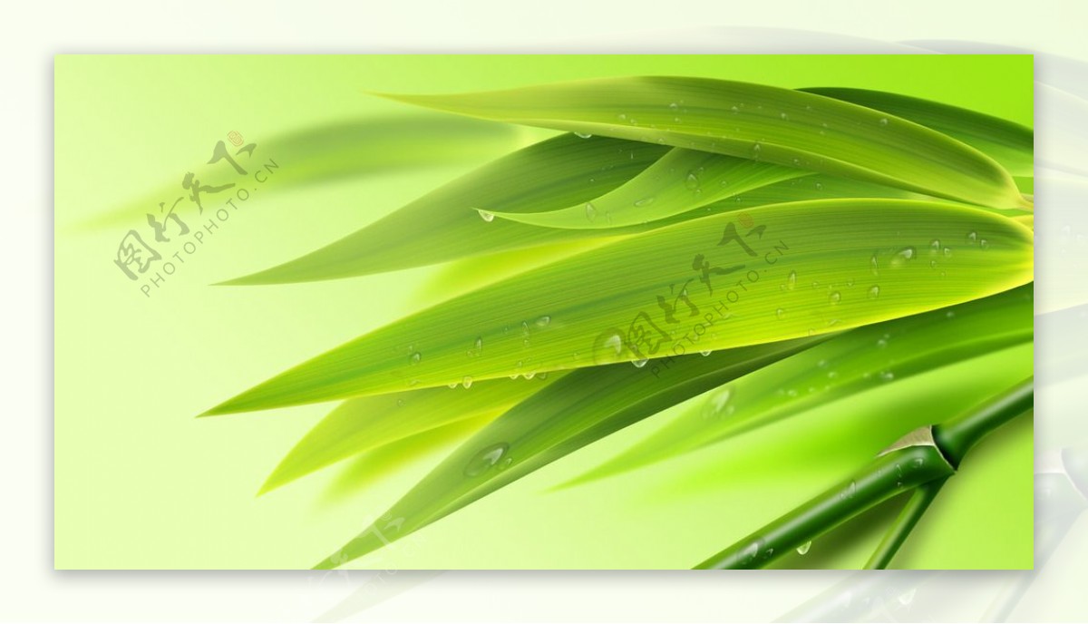 绿色清新竹叶图片