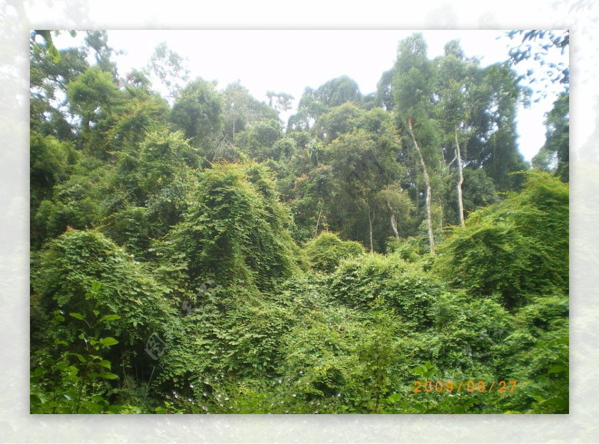 热带季雨林 - 快懂百科