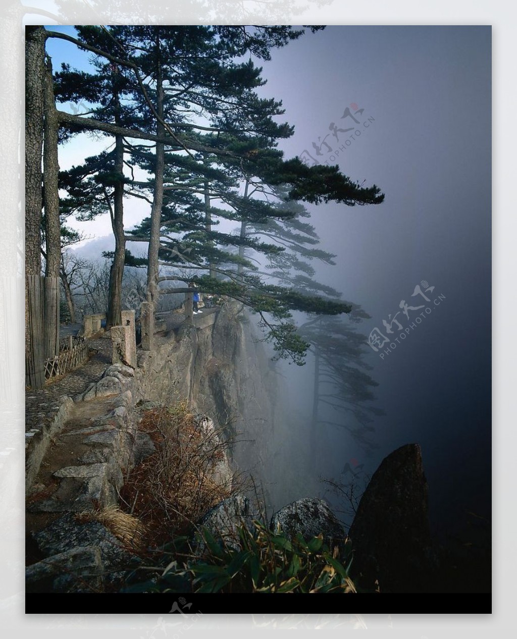 雾霭岩松图片