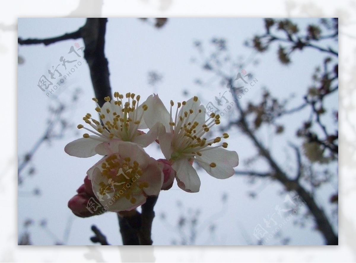 梅花图片