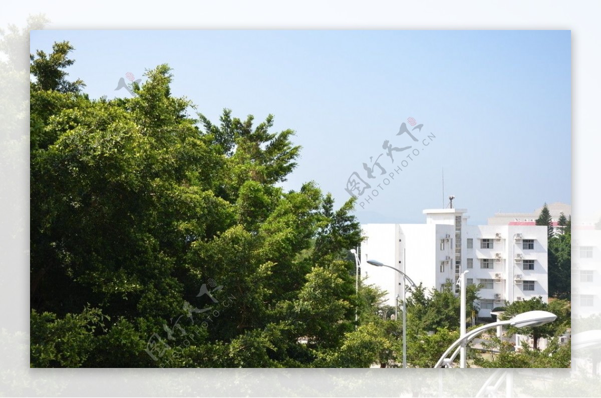 绿树成荫的滨海宿舍图片