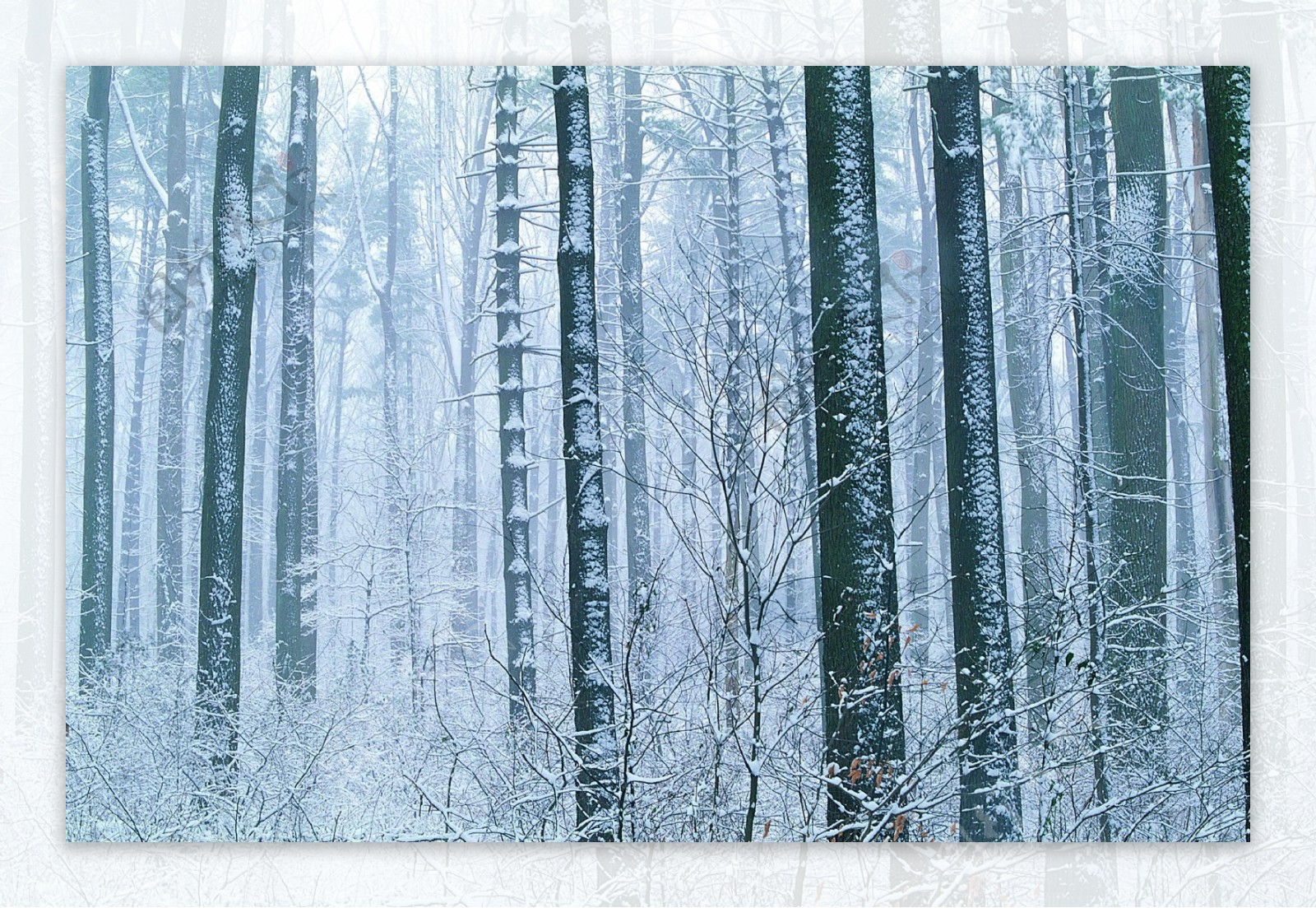 雪景丛林图片
