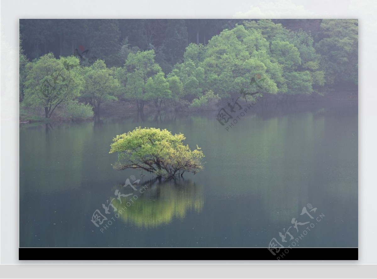 湖中的小树图片