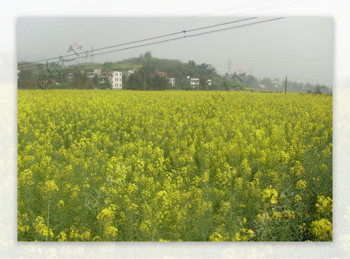 油菜花开图片