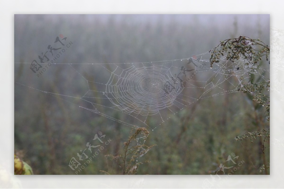 雾中蜘蛛网图片