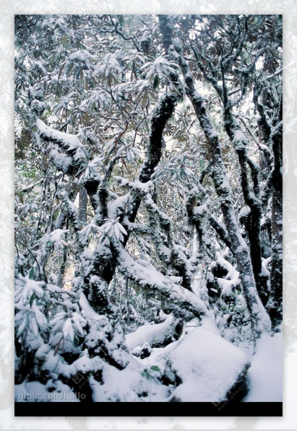 树林冰雪图片