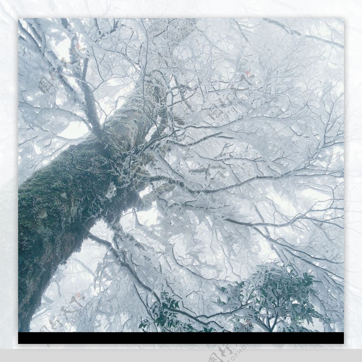 大雪参天大树图片