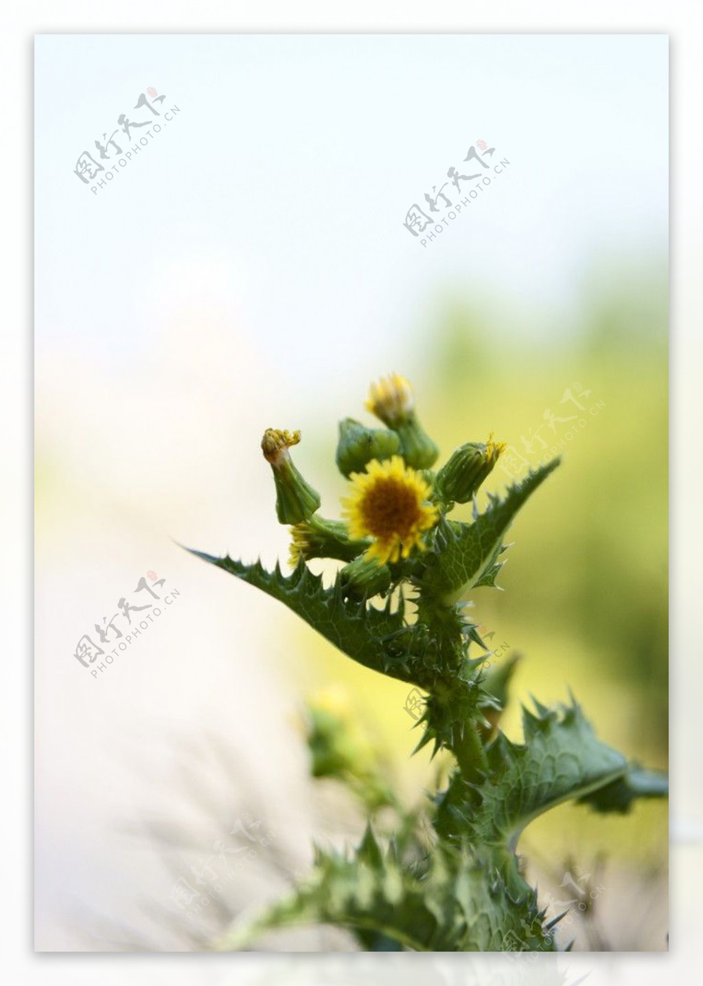 野菊花图片