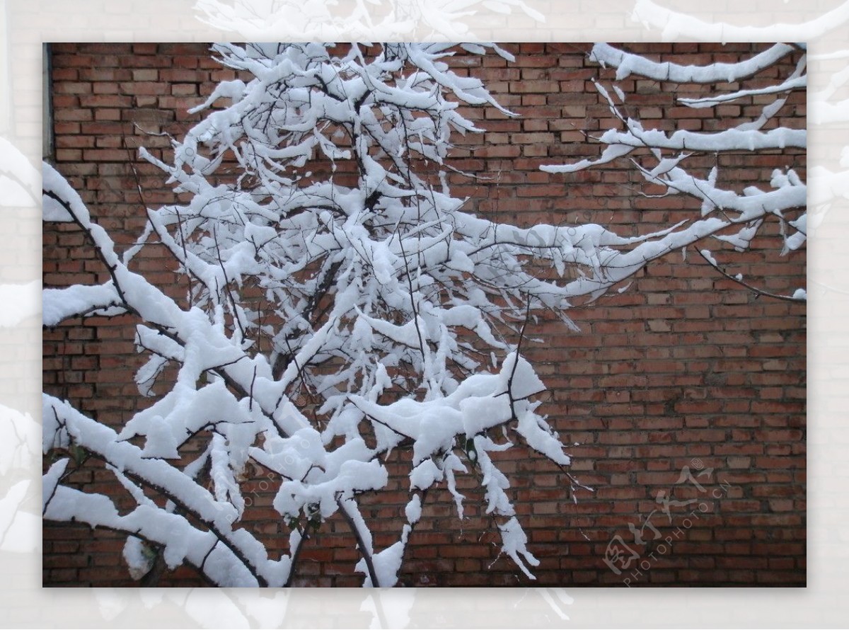 雪后树枝图片