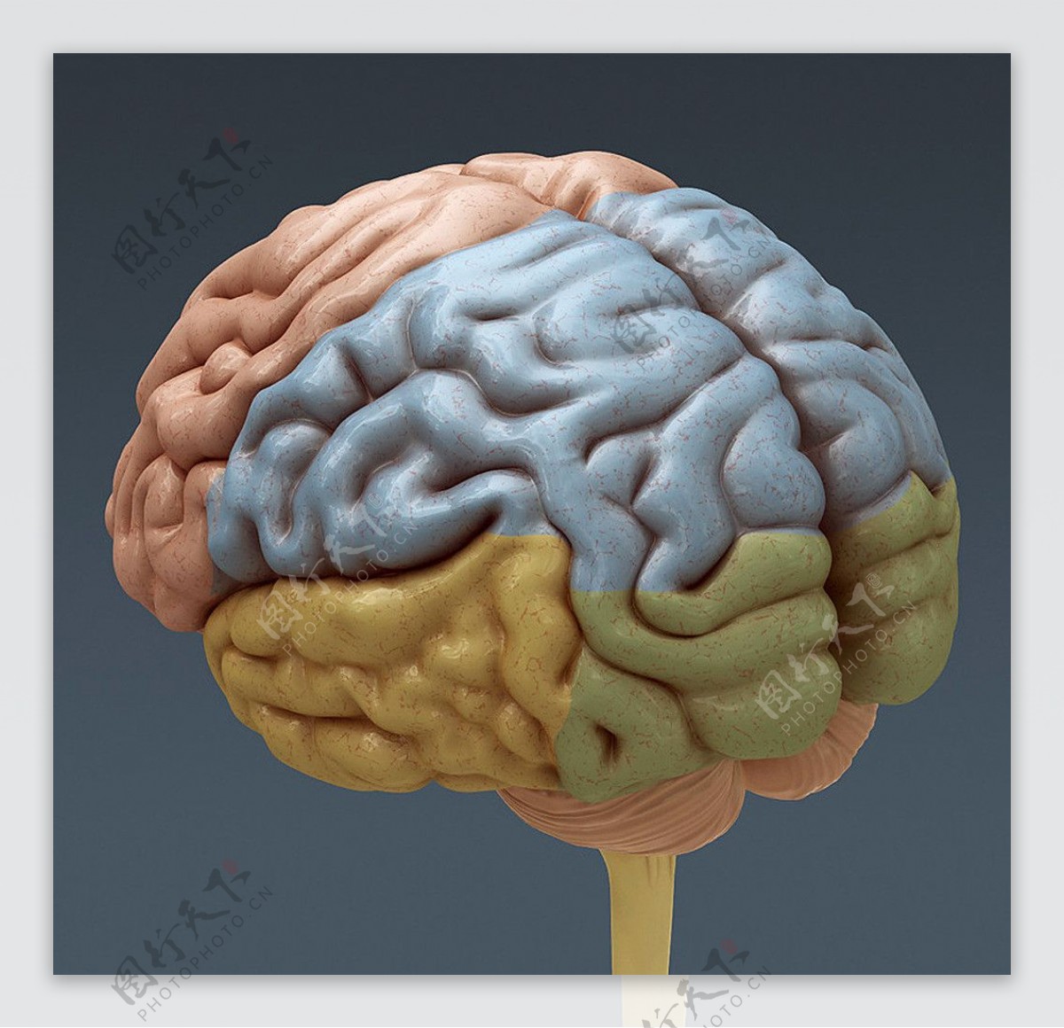 人体大脑素材图片