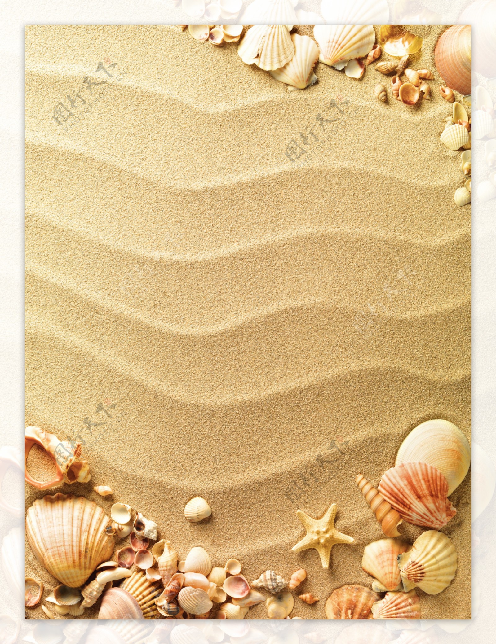 沙滩贝壳海螺海星图片