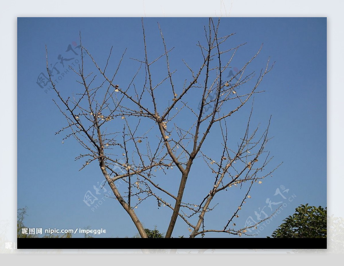 树枝干枯天空蓝色图片