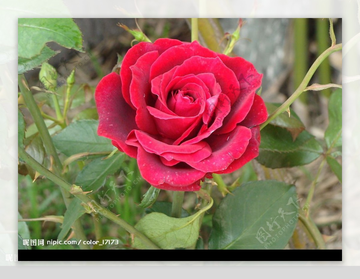 红玫瑰独枝图片