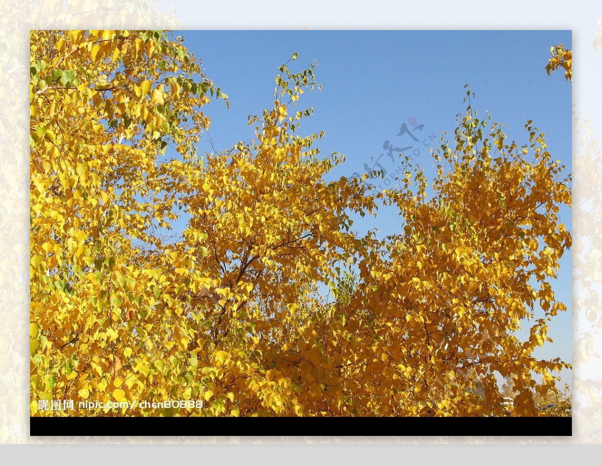 金黄的树叶图片