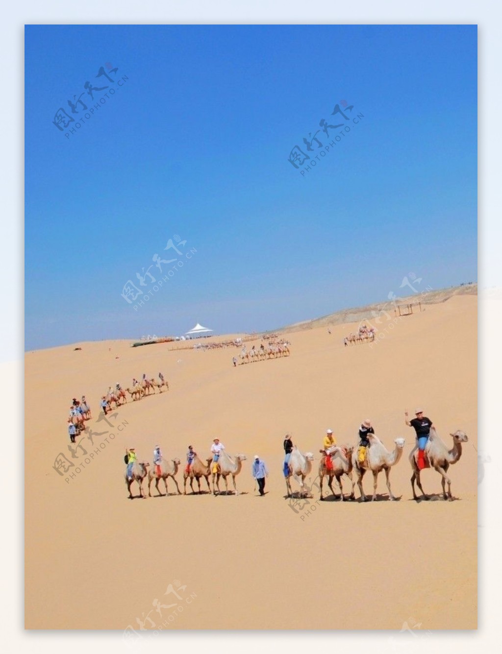 旅游骆驼队图片