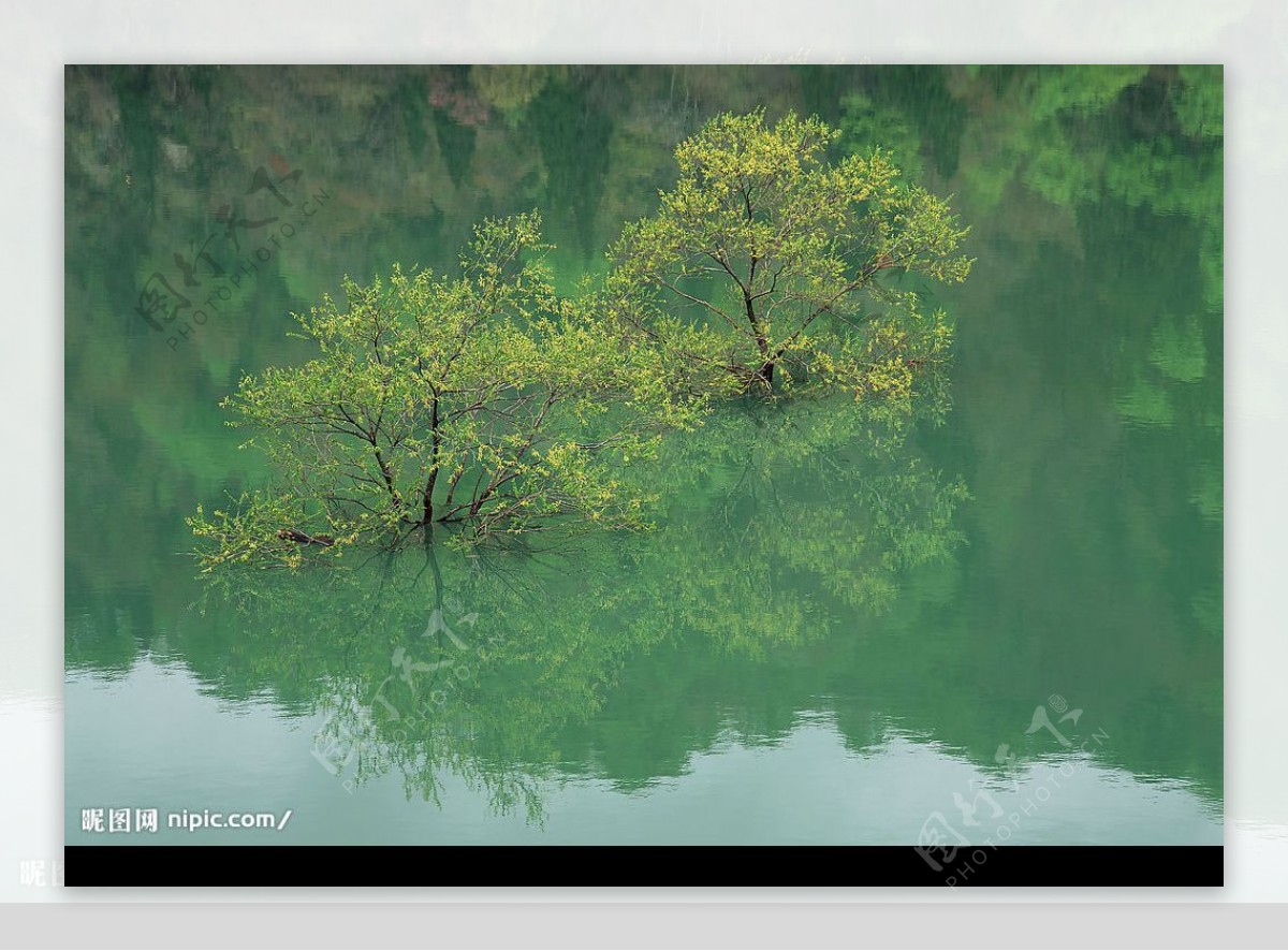 湖中树图片