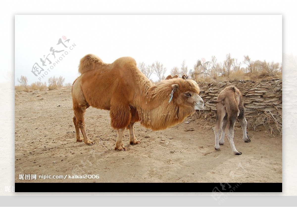 大小骆驼图片