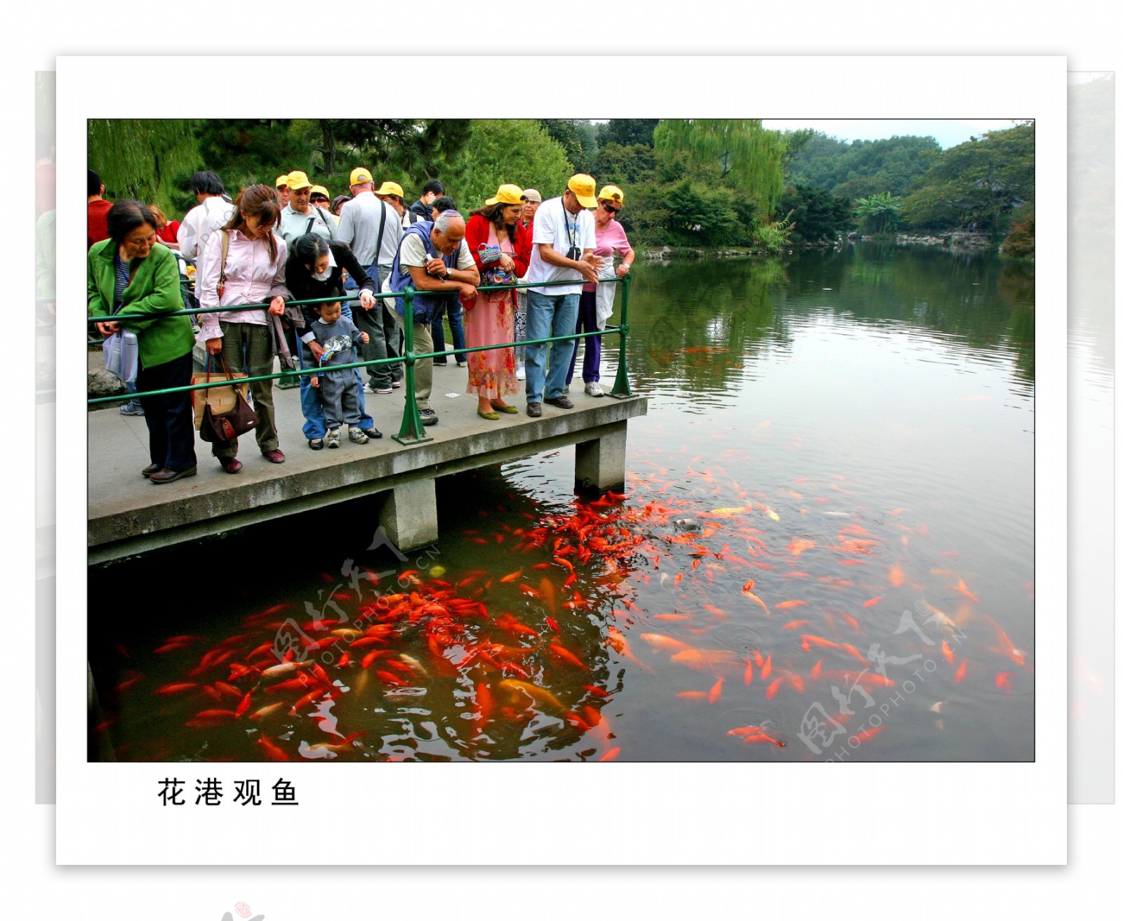 花港观鱼图片