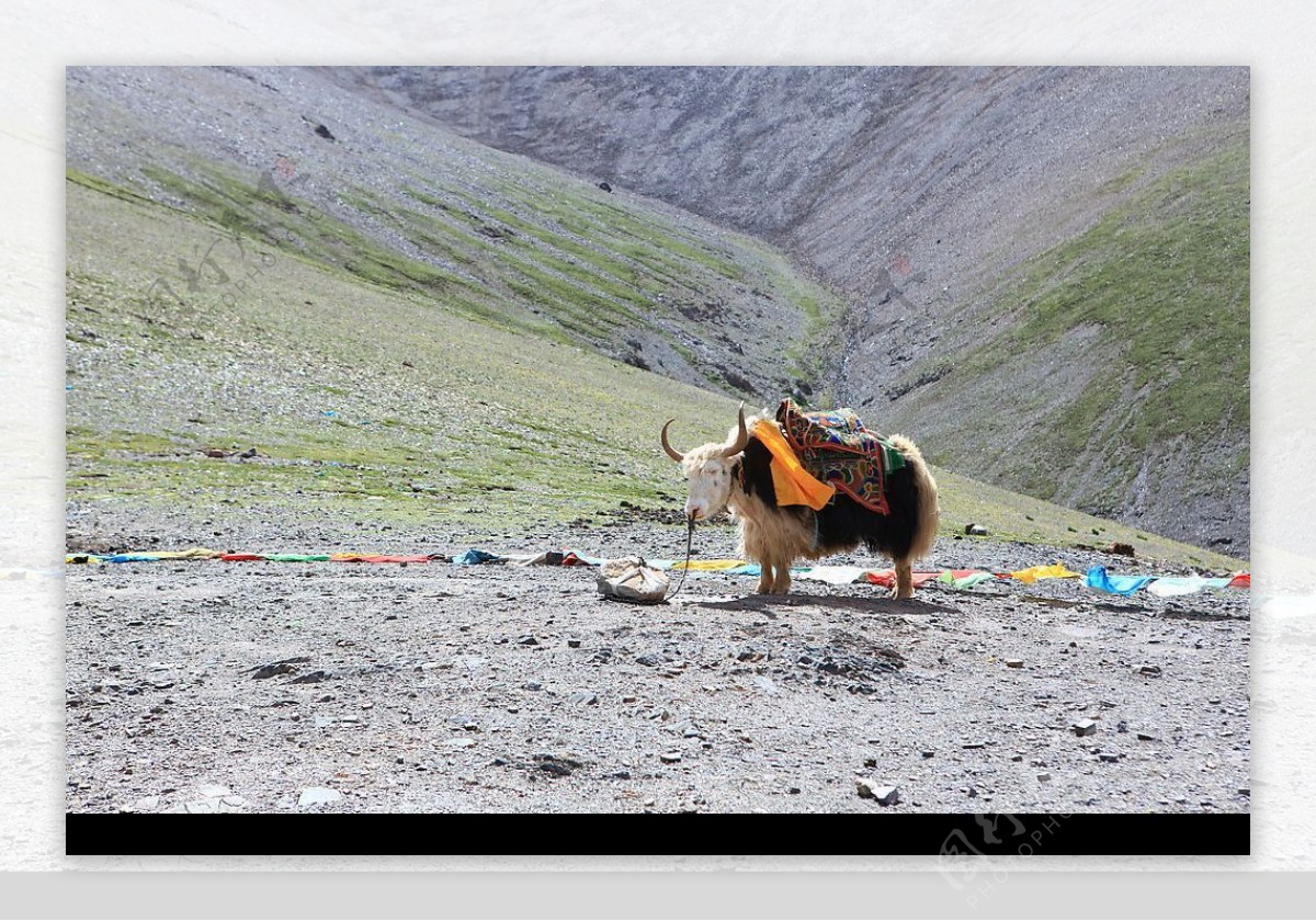 西藏牦牛2图片