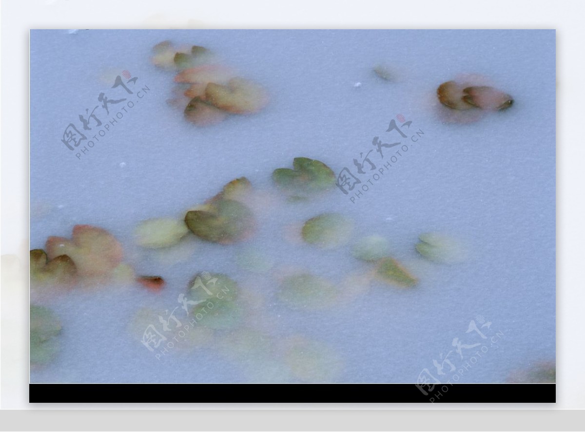 雪中树叶图片
