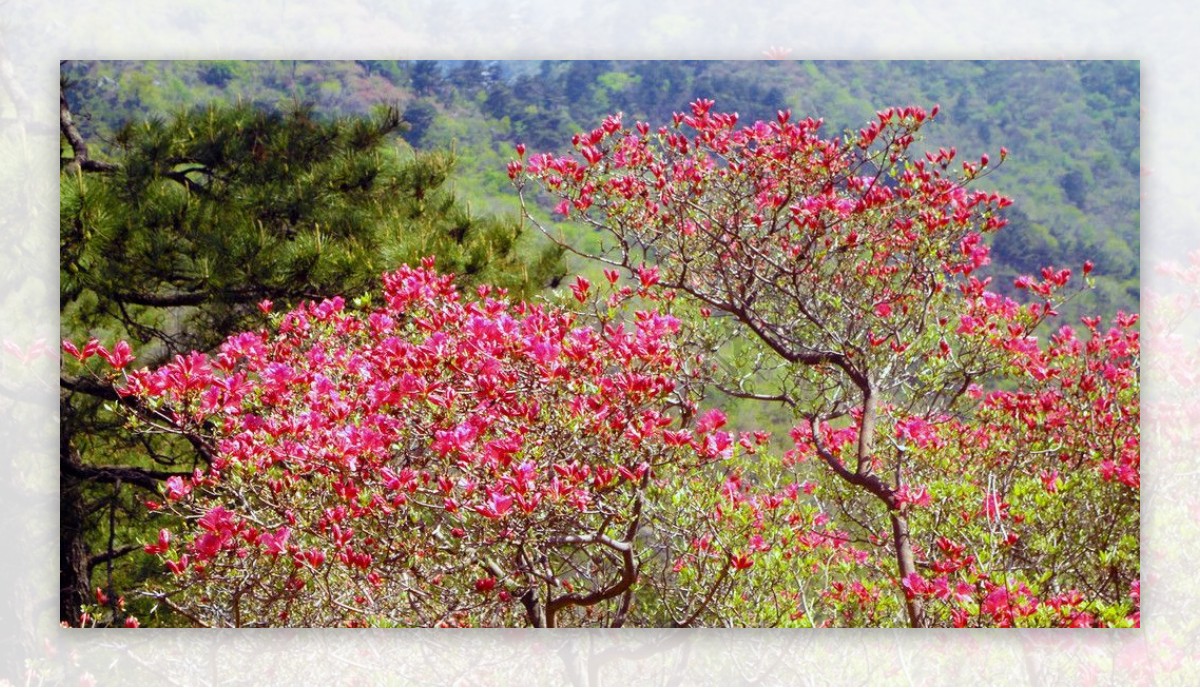 大别山杜鹃节图片