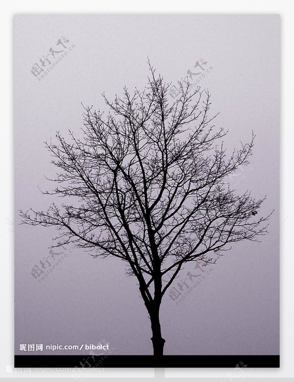 霧裡枯樹图片