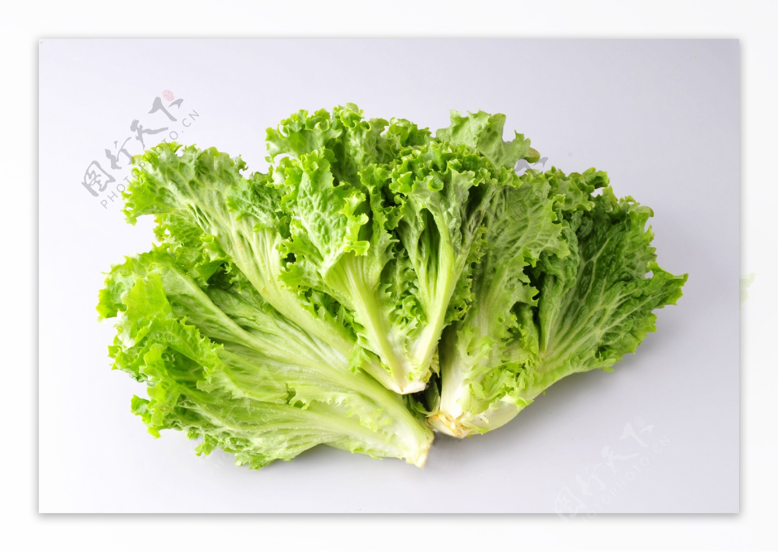 一颗竖立的新鲜蔬菜生菜摄影图配图 高清摄影大图-千库网