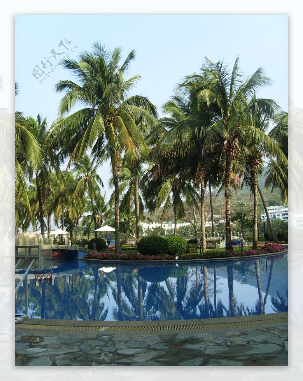 游泳池椰树图片