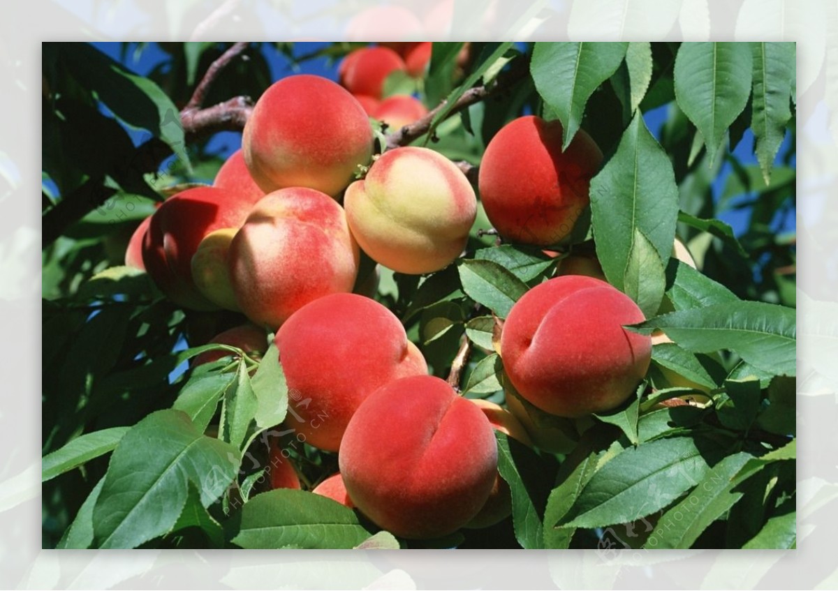 平谷大红桃特产红桃子采摘园熟桃图片