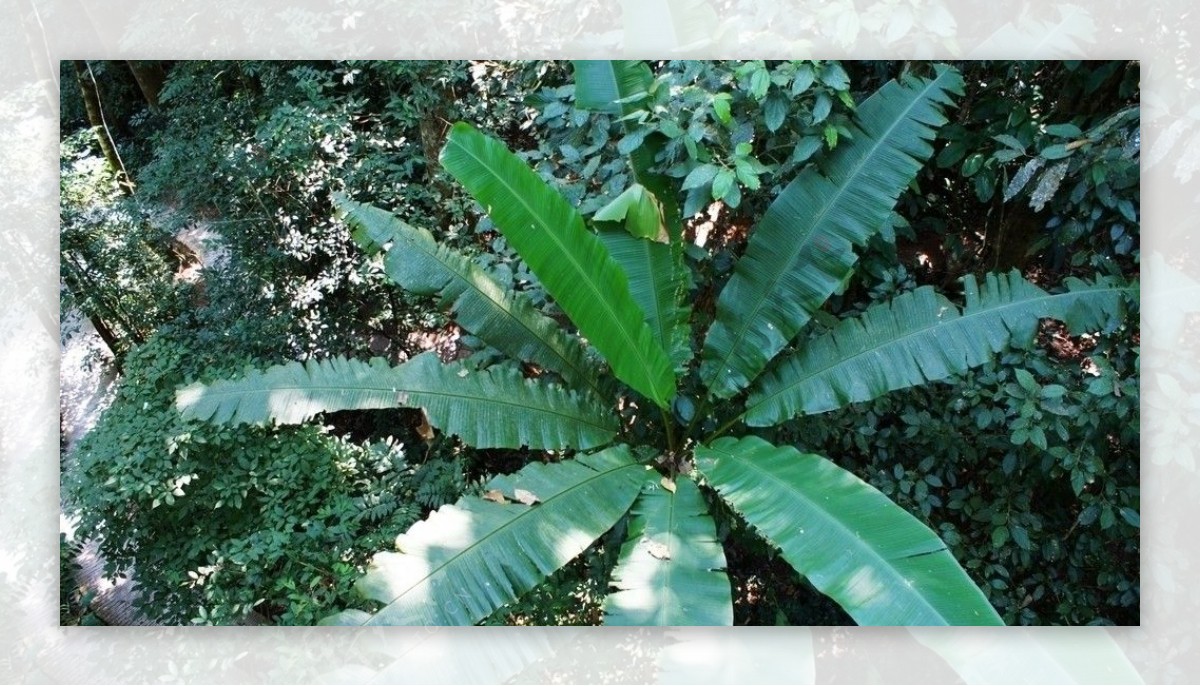 版纳雨林谷的热带植物图片