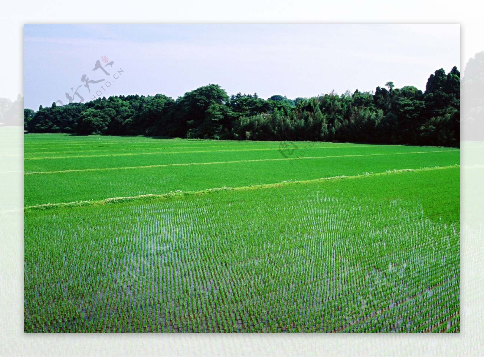 秧苗稻田图片