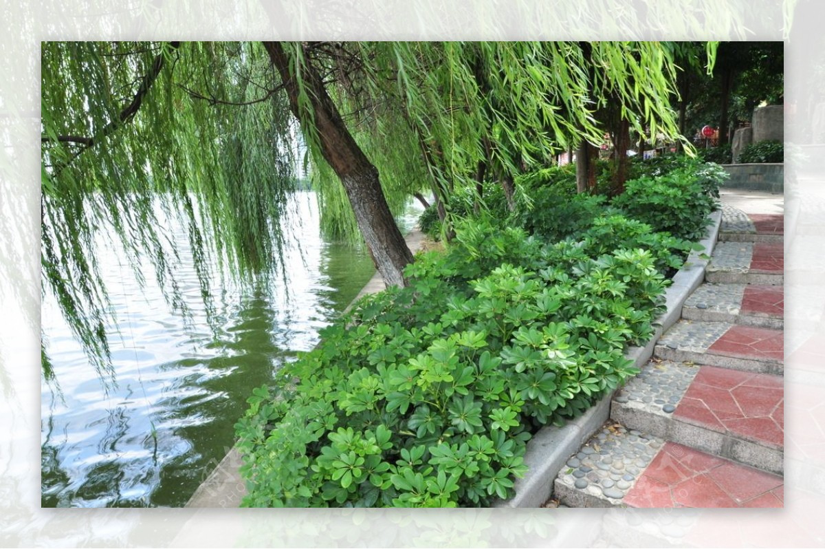 湖边绿化灌木图片