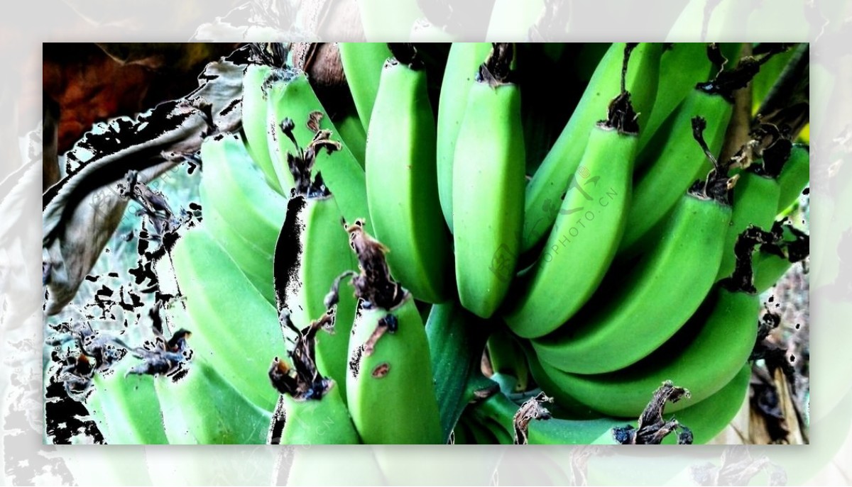 初熟的香蕉图片