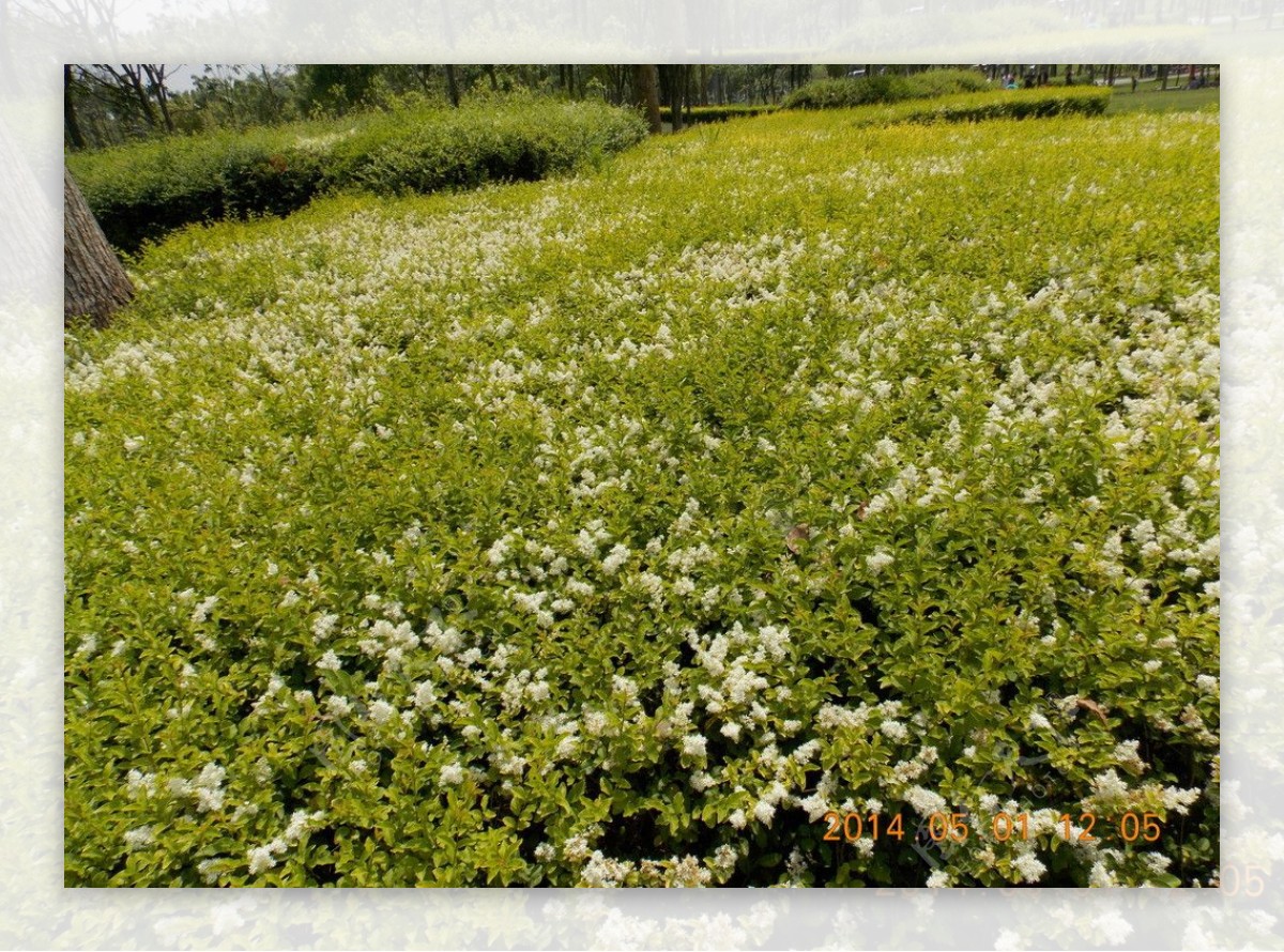 小花盛开图片