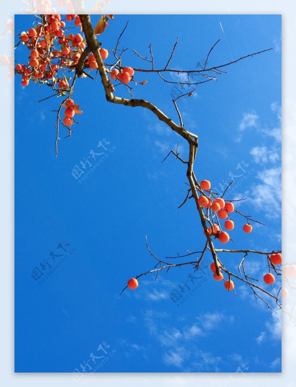 秋天柿子图片