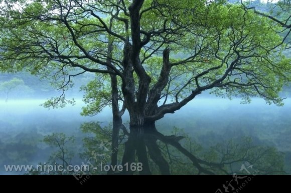 湖泊中大树图片