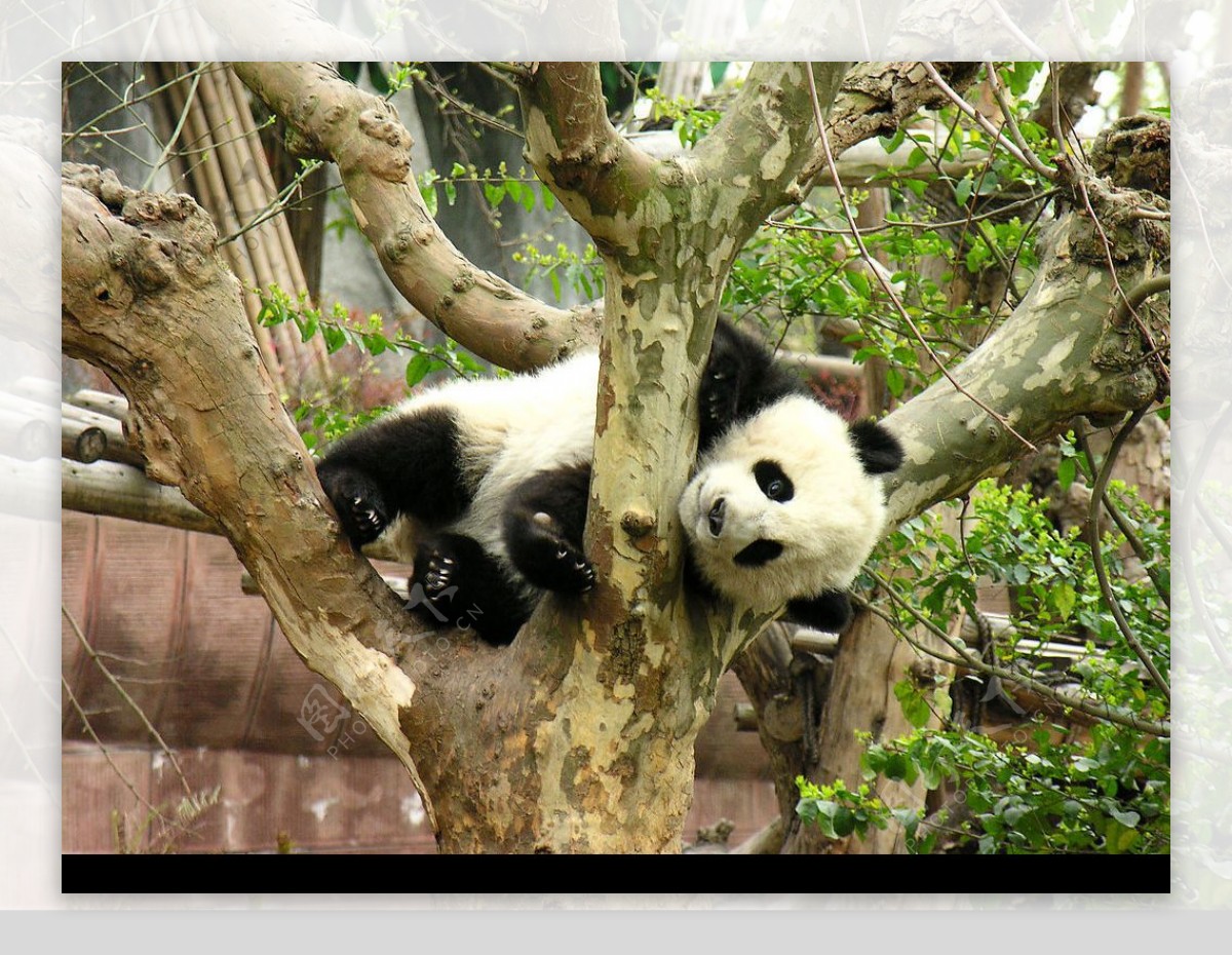 熊猫晶晶摄影图__国内旅游_旅游摄影_摄影图库_昵图网nipic.com