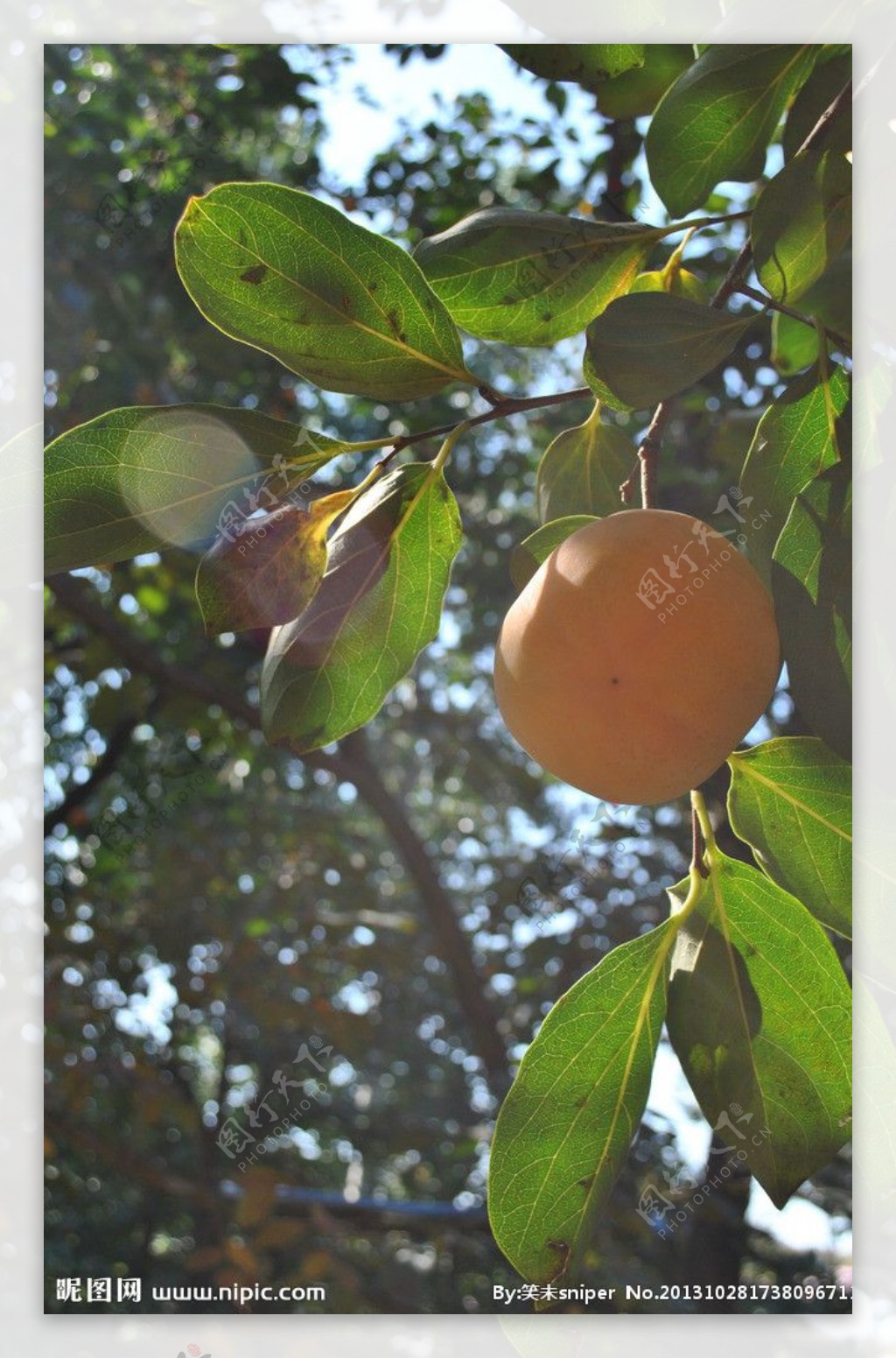 阳光下的柿子图片