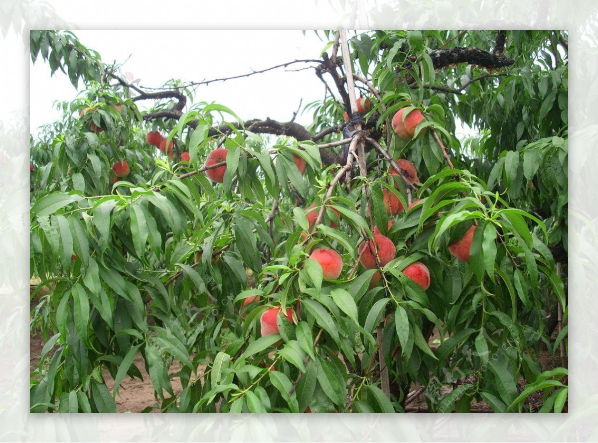 桃源上“新”，七星山水蜜桃即将开园采摘 | 寻味乡村里的四川 - 封面新闻