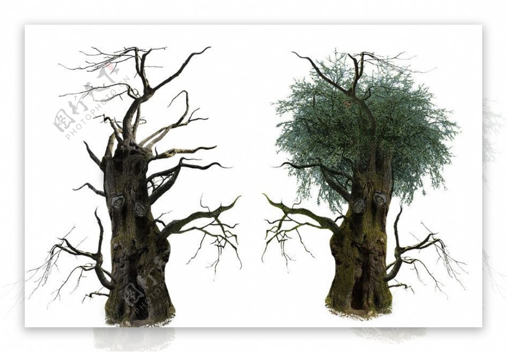 3D大树素材图片