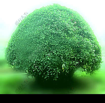 绿化带植物图片